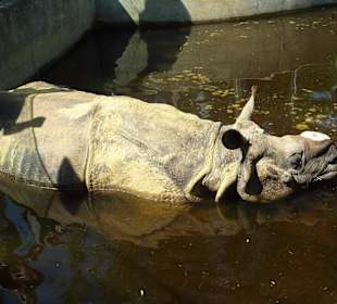 Indisches Panzernashorn