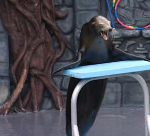Seelöwen Show