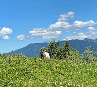 Wandern Ofterschwang