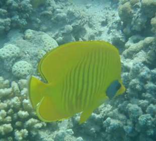 Einige Schnorchel Bilder am Strand
