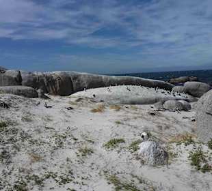 Boulders Beach