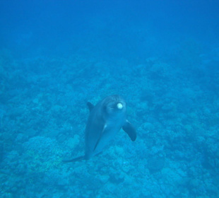 So haben wir es gesehen!