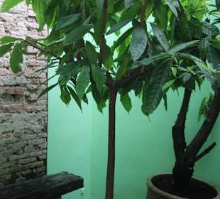 Chocolate and Coffee Museum