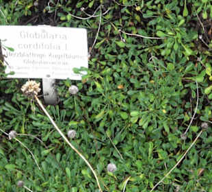 Alpinum