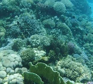 Schnorcheln Abu Dabbab