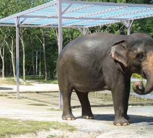 Glücklicher Elefant im Park