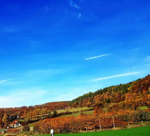 Obstbäume im farbigen Gewand