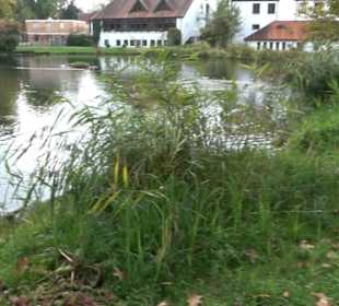 Grabenweiher