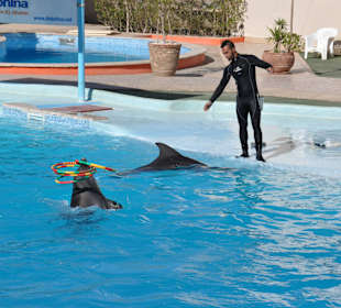 Dolphin Sharm elshiek show
