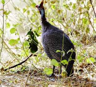 Tarangire Nationalpark