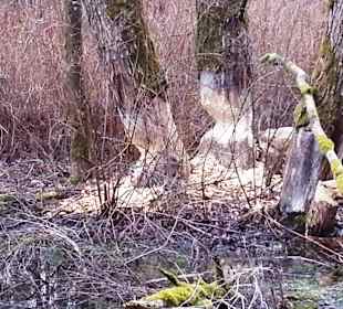 Biber wurden neu ausgesetzt