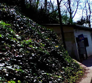 Schlossberghöhlen in Homburg