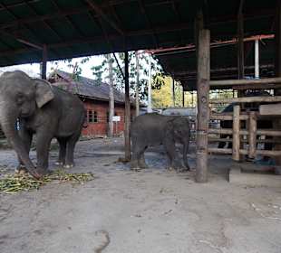 Elefantencamp Chiang Mai