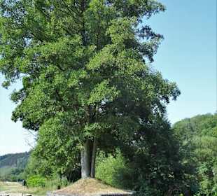 Impressionen vom Landesgartenschau-Park