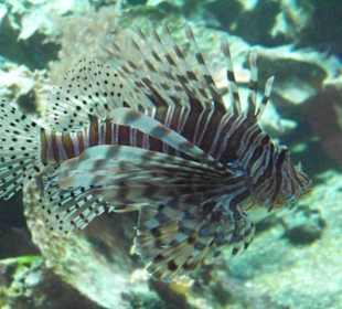 Tropenaquarium Hagenbeck