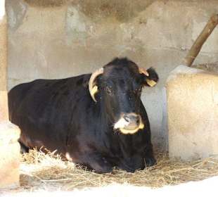 Rindvieh des Hauses