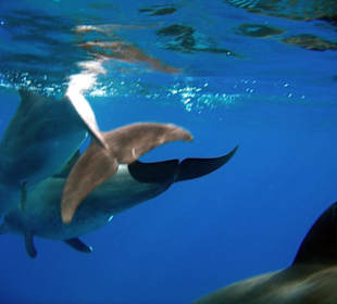 Delfinausflug selber geschossen!