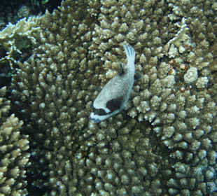 Kugelfisch am Hausriff