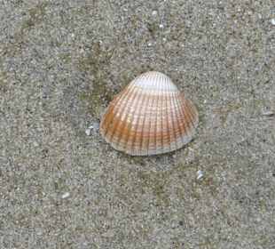 Muschel am Strand von SPO