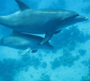 Delfine