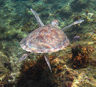 Wohnt seit Jahren in der Bucht