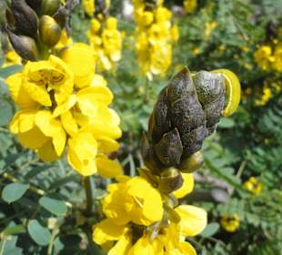 Parque Doramas, Las Palmas 02-2015