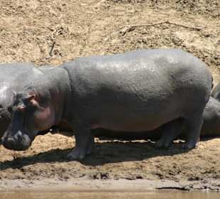 Flusspferde im Mara-Fluss
