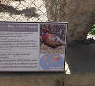 Malta Falconry Centre