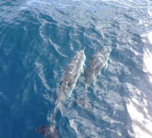 Delfine - traumhaft!