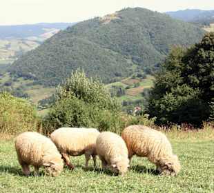 Auf den Berg Palenica
