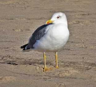 Möwen an der Playa del Matorral