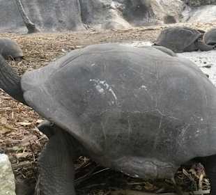 Schildkröten zum Anfassen