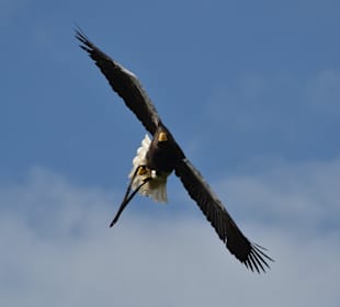 Flugshow Burg Hohenwerfen
