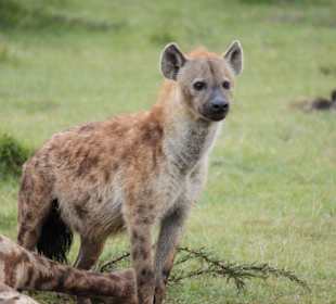 Kommte der Besitzer zurück?