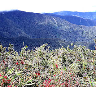 Podocarpus Nationalpark