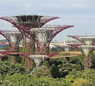 Cloud Forest Blick nach Draußen