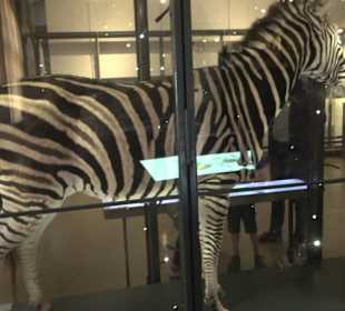 Naturkundemuseum