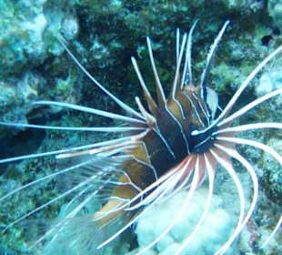 Feuerfisch beim Schnorcheln