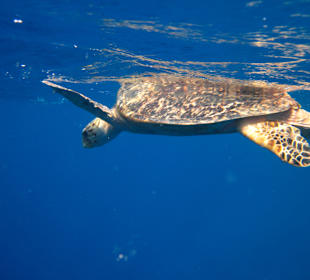 Schnorcheln Makadi Bay