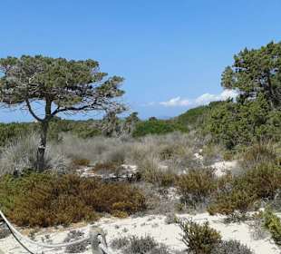 Bohlenweg von Platja Illetes zur Platja Llevant