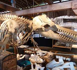 Museum Whale Interpretive Centre Telegraph Cove