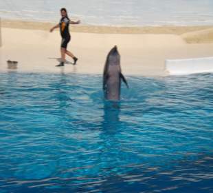 Delfinshow