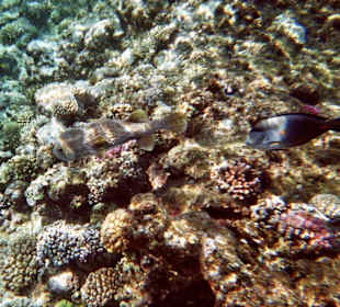 Hausriff des Hotel Akassia Swiss Resort El Quseir