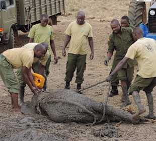 Babyfant-Rettung auf dem Weg nach Galdessa