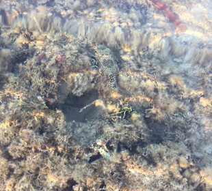 Schnorcheln Hurghada