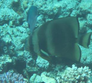 Schnorcheln beim Fort Arabesque