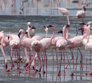 Flamingos