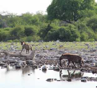 Etosha Nationalpark