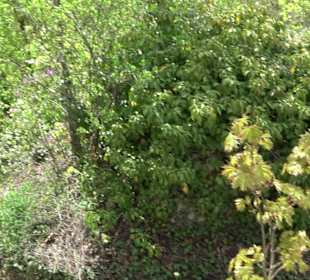 Wallersteiner Felsen