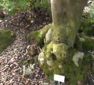 Berggarten